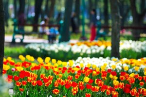 Цветение тюльпанов, дендропарк Кропивницкого